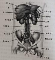 相识奇妙的肾脏（一）